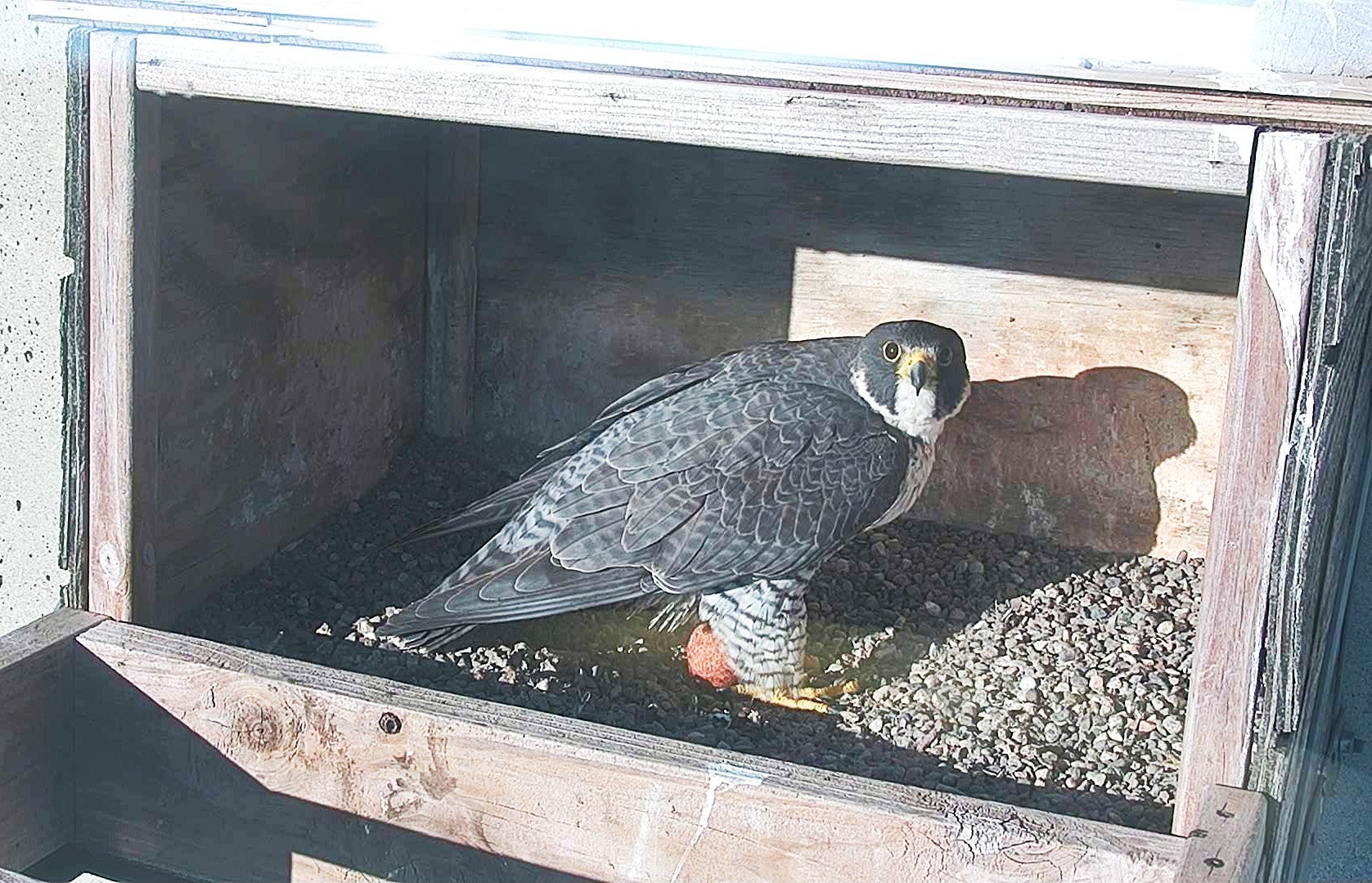 falcon in nest in March 2025 with egg