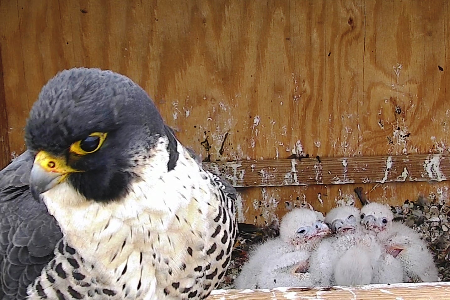 5 Falcons in Washington State - Bird Feeder Hub