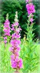 Purple Loosestrife